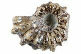 Bumpy Ammonite (Douvilleiceras) Fossil - Madagascar #343808-1